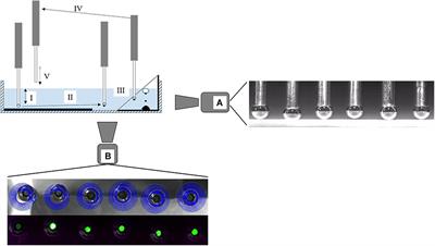 A Study on the Electric Surface Potential and Hydrophobicity of Quartz Particles in the Presence of Hexyl Amine Cellulose Nanocrystals and Their Correlation to Flotation